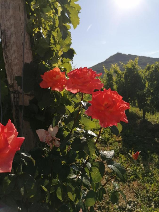 Posestvo Rouna - Winery And Apartments ヴィパーヴァ エクステリア 写真